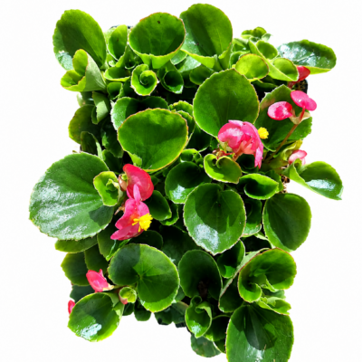 BEGONIA VARIOUS 6 PACK