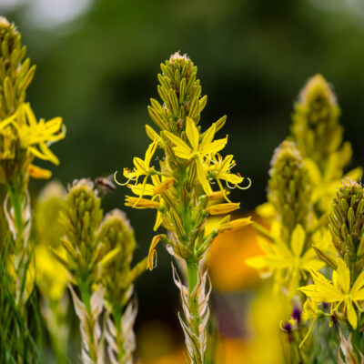 BULBINE ABYSINICA 15CM POT