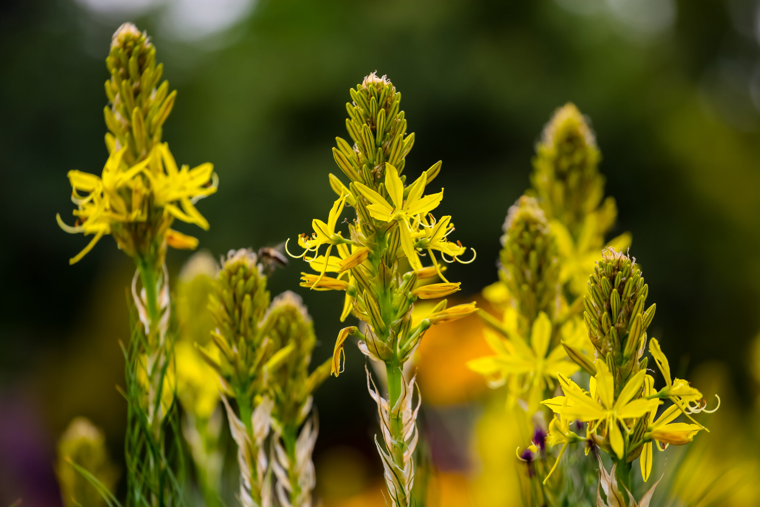 BULBINE ABYSINICA 15CM POT