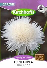 CENTAUREA THE BRIDE SEEDS