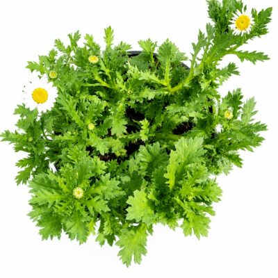 CHRYSANTHEMUM VARIOUS 6 PACK