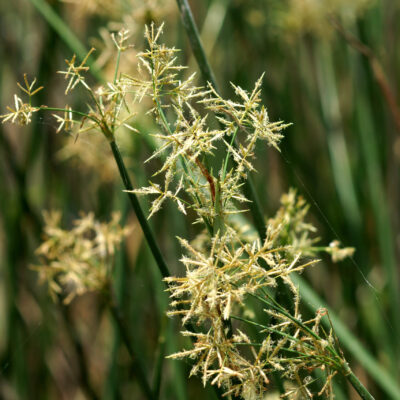 ARISTIDA JUNCIFORMIS 1LT