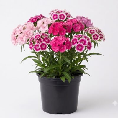 DIANTHUS PINK 6 PACK
