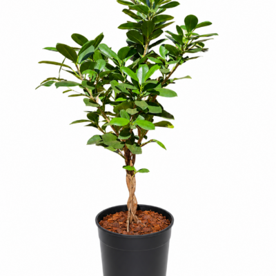 FICUS MOCLAIME PLAITED 19CM
