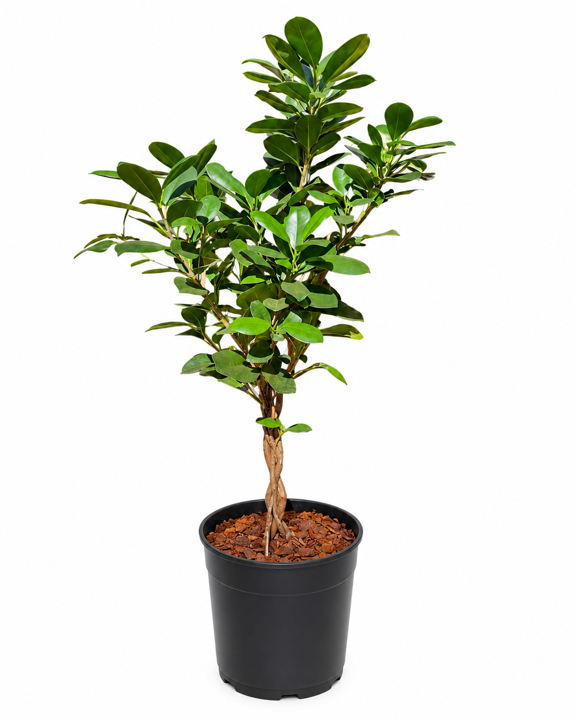 FICUS MOCLAIME PLAITED 19CM