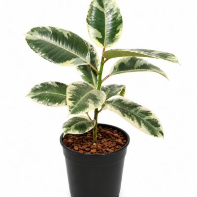 FICUS ROBUSTA ELASTICA VARIEGATED 19CM