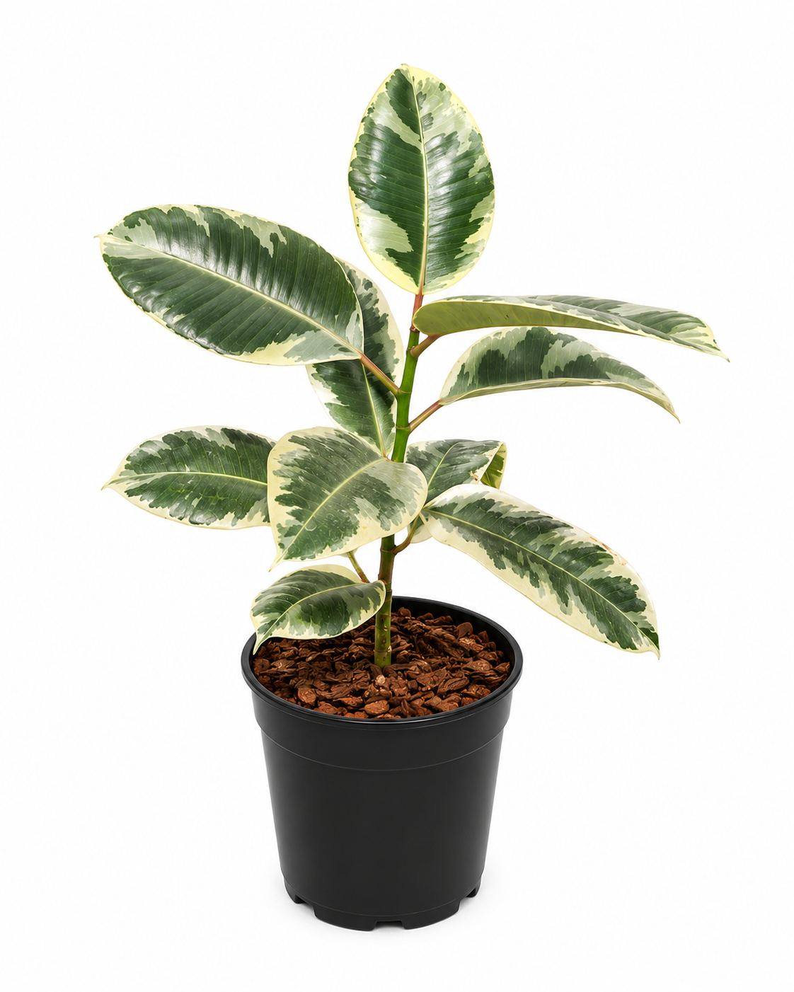 FICUS ROBUSTA ELASTICA VARIEGATED 19CM