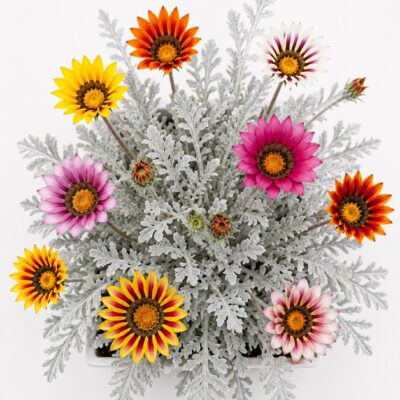 GAZANIA FROSTY MIX SEEDLINGS 6 PACK