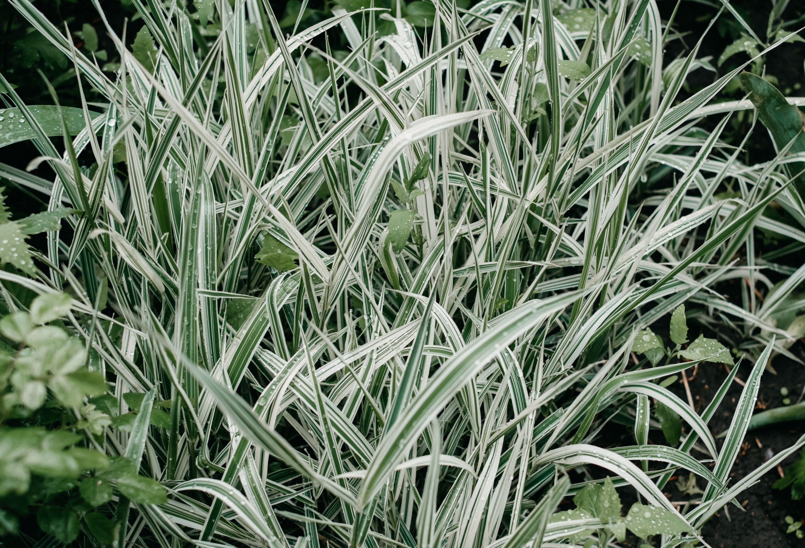 CAREX EVEREST 2.5LT