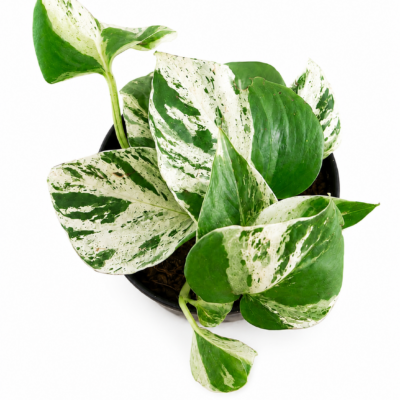 SCINDAPSUS MARBLE QUEEN 12CM