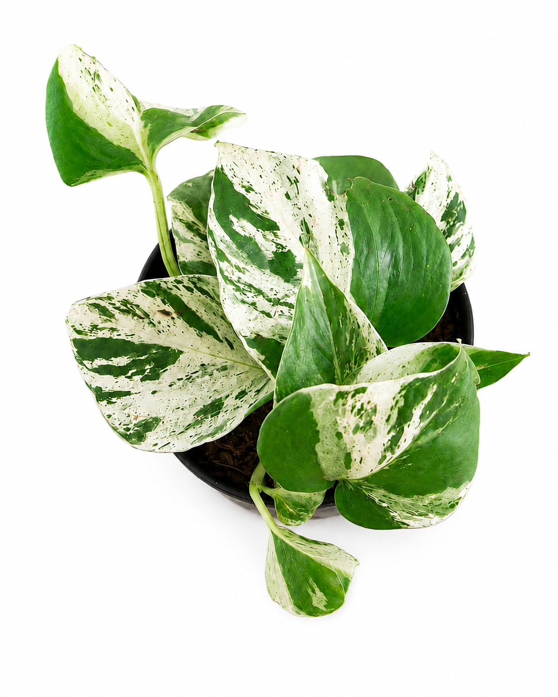 SCINDAPSUS MARBLE QUEEN 12CM