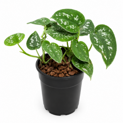 SCINDAPSUS PICTUS 12CM