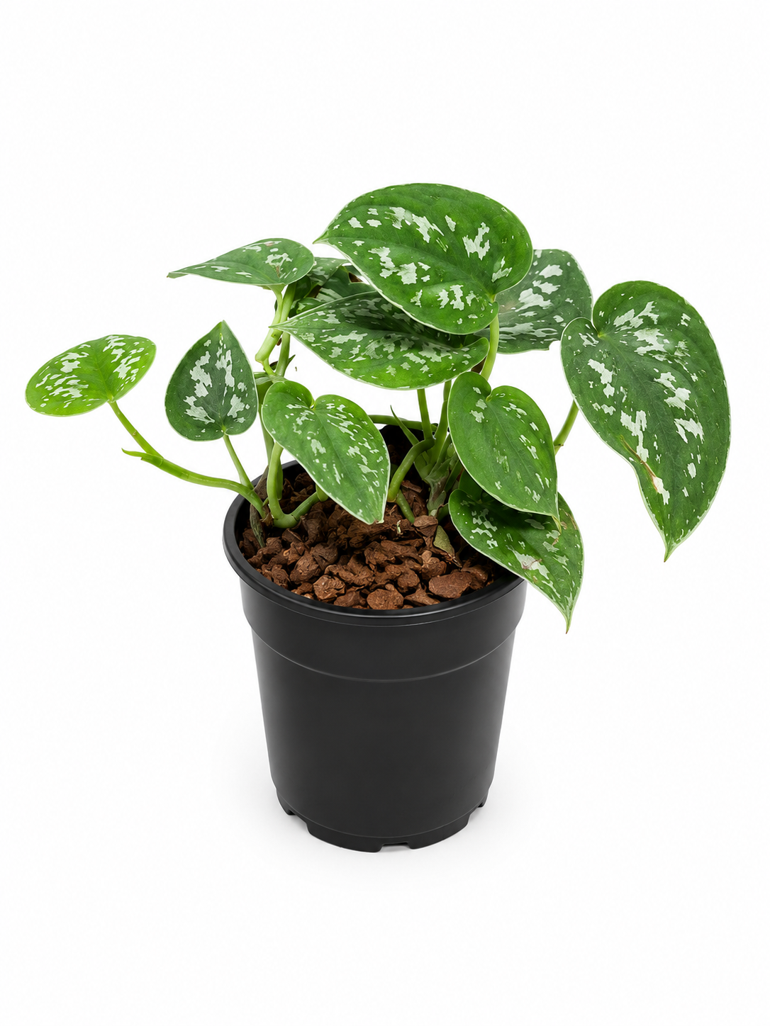 SCINDAPSUS PICTUS 12CM