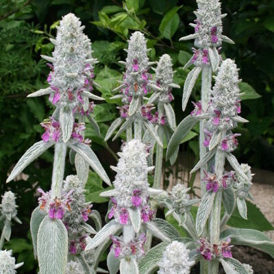 STACHYS LANATA 2,5LT