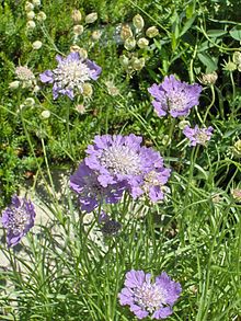SCABIOSA BLUE 2,5LT