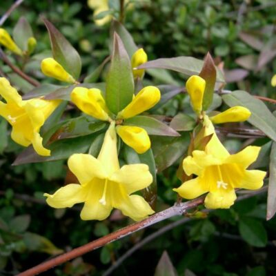 GELSEMIUM SEMPERVIRENS 1OLT
