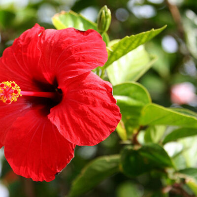 HIBISCUS SINENSIS 1OLT