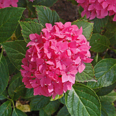 HYDRANGEA MACROPHYLLA 1OLT