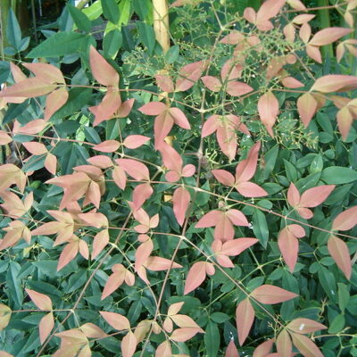 NANDINA DOMESTICA 10LT