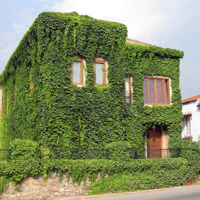 PARTHENOCISSUS TRICUSPIDATA  (BOSTON IVY) 10LT
