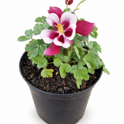 AQUILEGIA VARIOUS 15CM POT