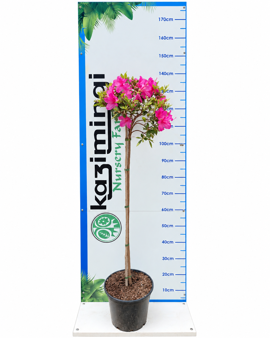 AZALEA STANDARD 10LT