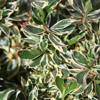 ABELIA GRANDIFLORA 10LT