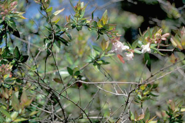 ABELIA GRANDIFLORA STANDARD 10LT