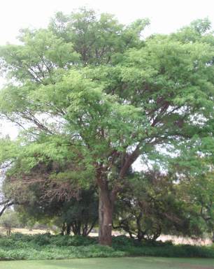 ACACIA GALPINII 20LT