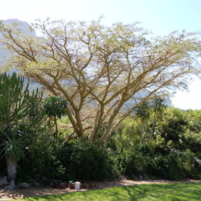 ACACIA SIEBERIANA 100LT