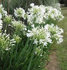 AGAPANTHUS LARGE WHITE 2.5LT