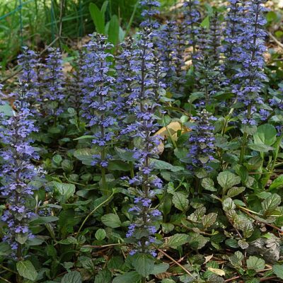 AJUGA REPTANS BURGUNDY GLOW (VARIEGATED) 15CM POT