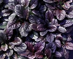 AJUGA REPTANS DARK MAHOGANY 15CM POT