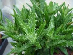 ALOE JUCUNDA 15CM POT