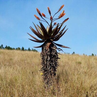 ALOE MARLOTHII 10LT