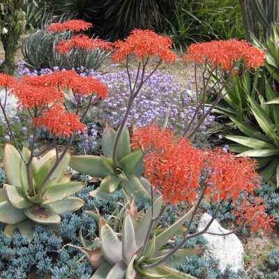 ALOE STRIATA 2.5LT