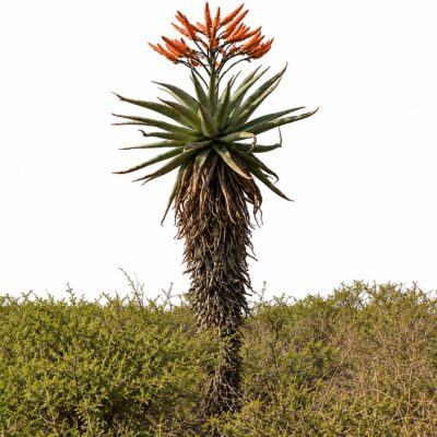 ALOE MARLOTHII 100LT