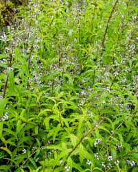 ALOYSIA TRIPHYLLA 15CM POT
