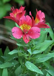 ALSTROEMERIA (INCA LILY) 10LT
