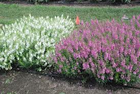 ANGELONIA VARIOUS 15CM POT