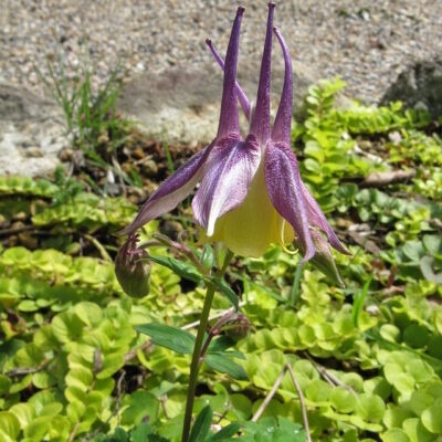 AQUILEGIA VARIOUS 15CM POT