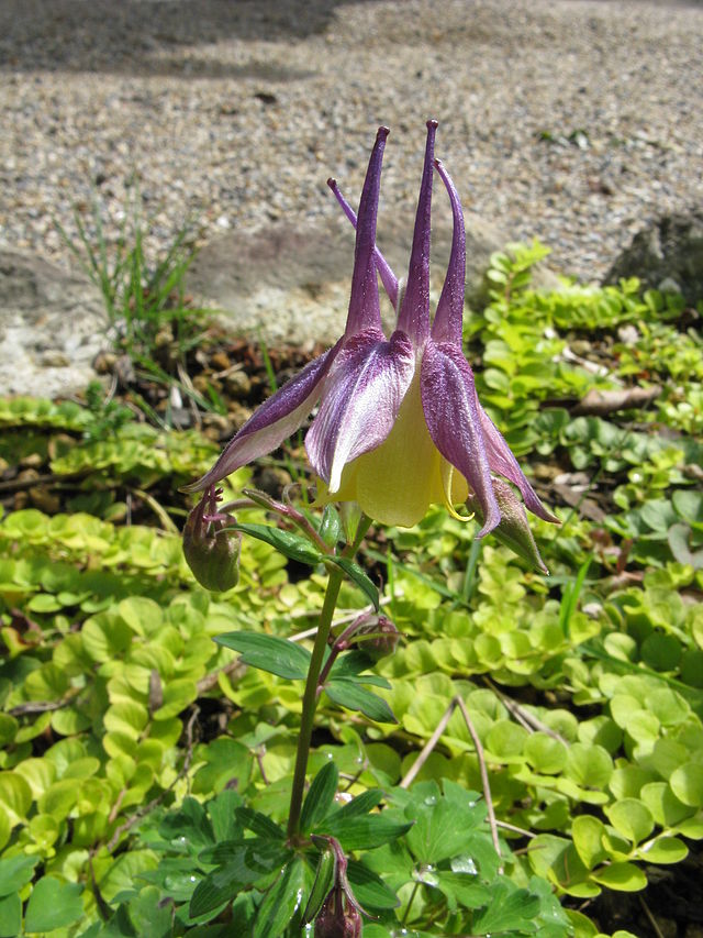 AQUILEGIA VARIOUS 15CM POT