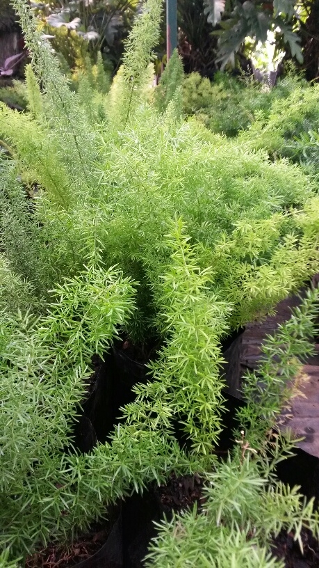 ASPARAGUS MEYERSII 2.5LT