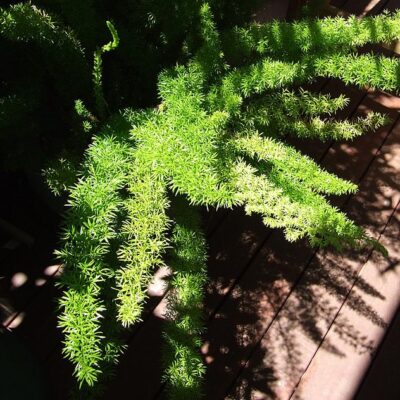ASPARAGUS SPRENGERII 2.5LT