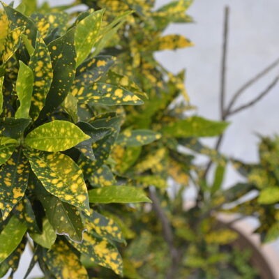 AUCUBA JAPONICA CROTONIFOLIA 10LT