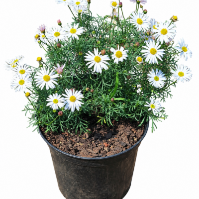 BRACHSYCOME 15CM POT