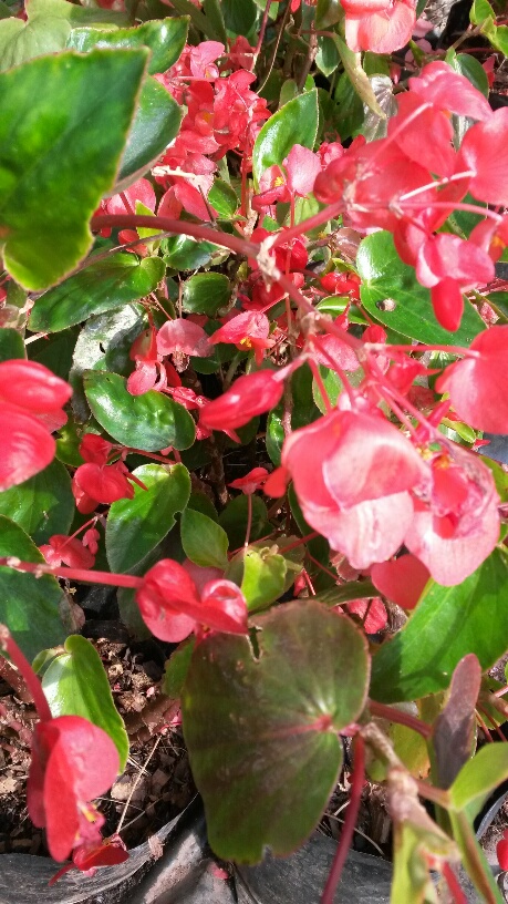 BEGONIA DRAGON WINGS PINK / RED / WHITE 15CM POT