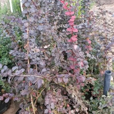 BERBERIS ATRO SUPERBA 2,5LT