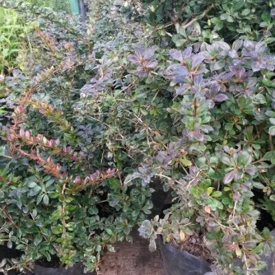 BERBERIS PARK JEWEL 10LT