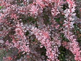BERBERIS GOLD 2,5LT